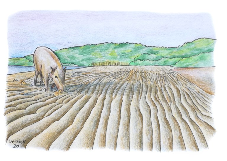 A wild pig on the beach searches for crabs in the sand