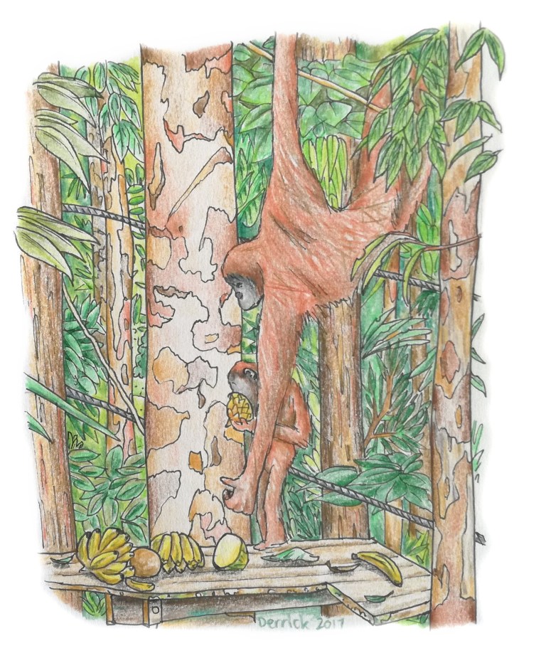 Sketch of two orangutans eating in Malaysia
