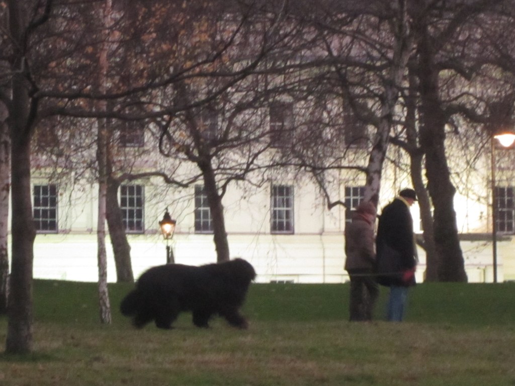 A couple taking what appears to be a large black bear for a walk...