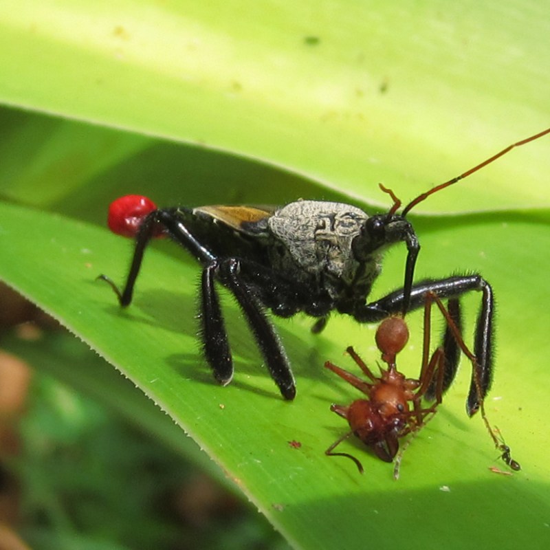 Spotting wildlife in Costa&nbsp;Rica