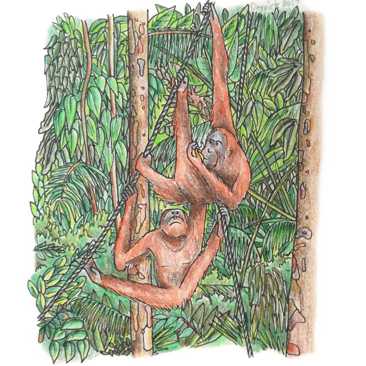 Visiting an Semenggoh Nature Reserve to see the&nbsp;orangutans