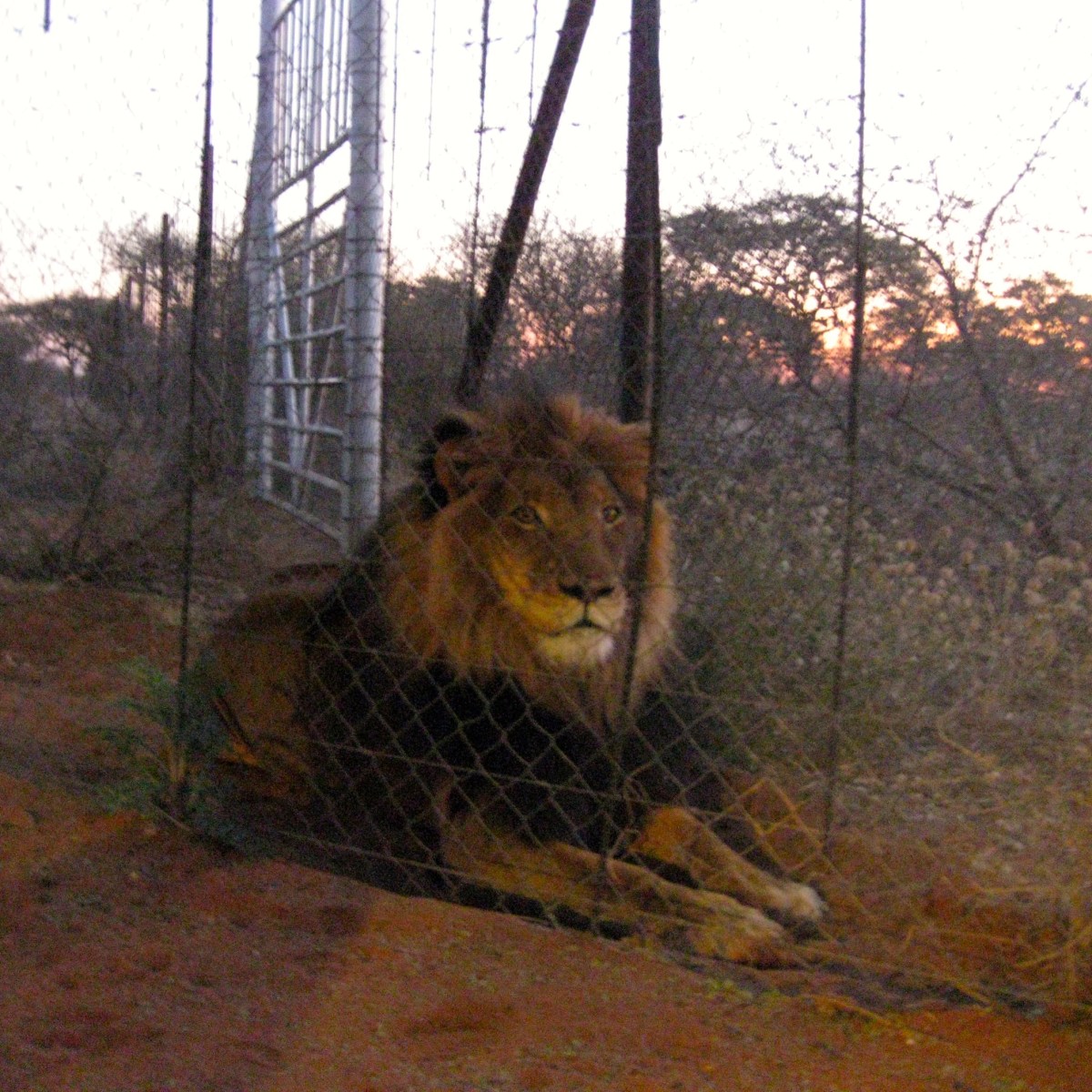 Enjoying the company of lions on an African road&nbsp;trip