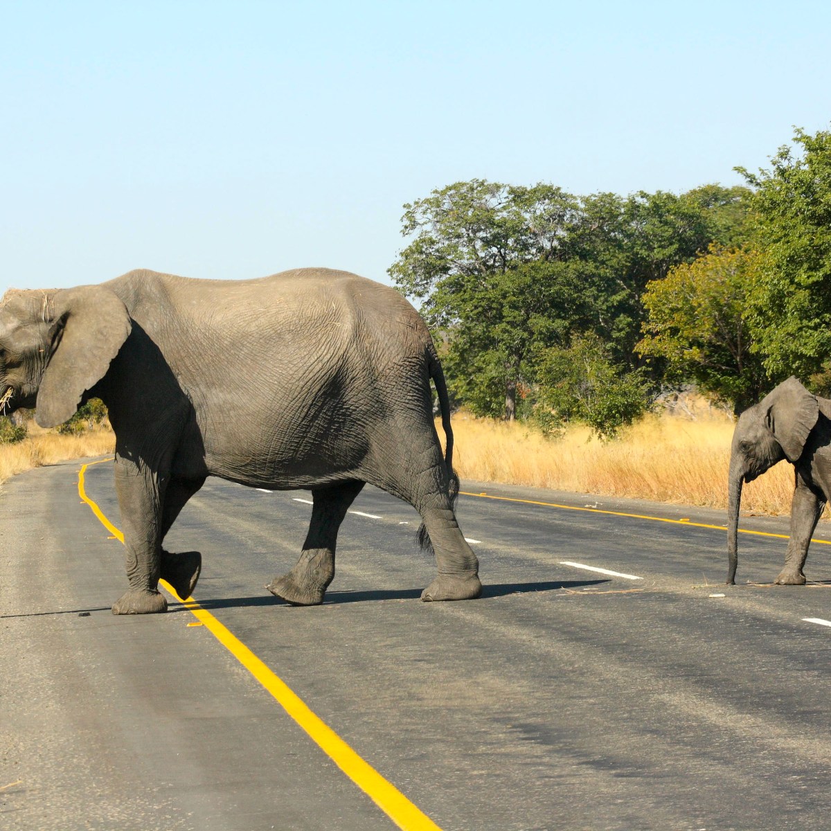 Driving on a highway with a herd of&nbsp;elephants