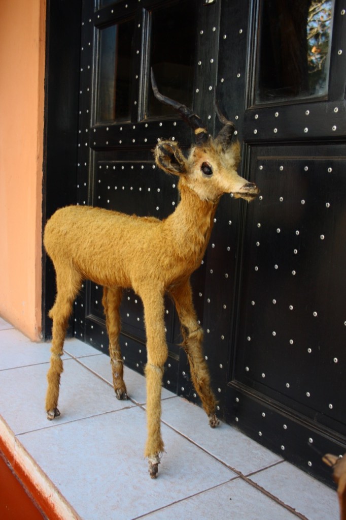 a bad taxidermy job on an antelope