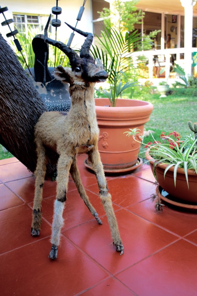 a scary taxidermy antelope