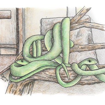 Drawing of green tree snakes in genesis snake park mikumi tanzania