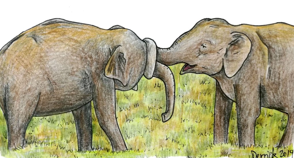 Sketch of minneriya national park male elephants playing with their trunks