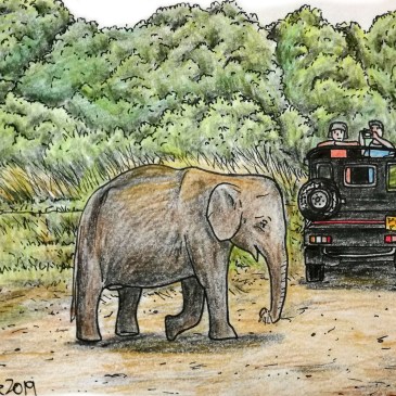 Sketch of an asian elephant on safari Sri Lanka minneriya national park