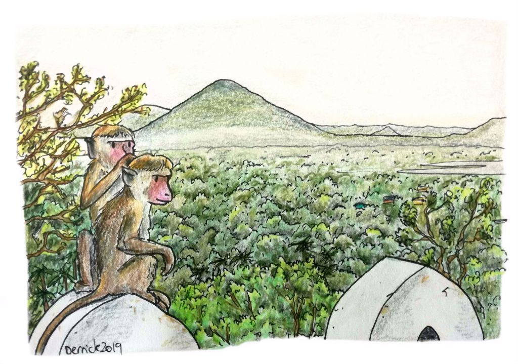 Drawing of monkeys grooming in sri lanka
