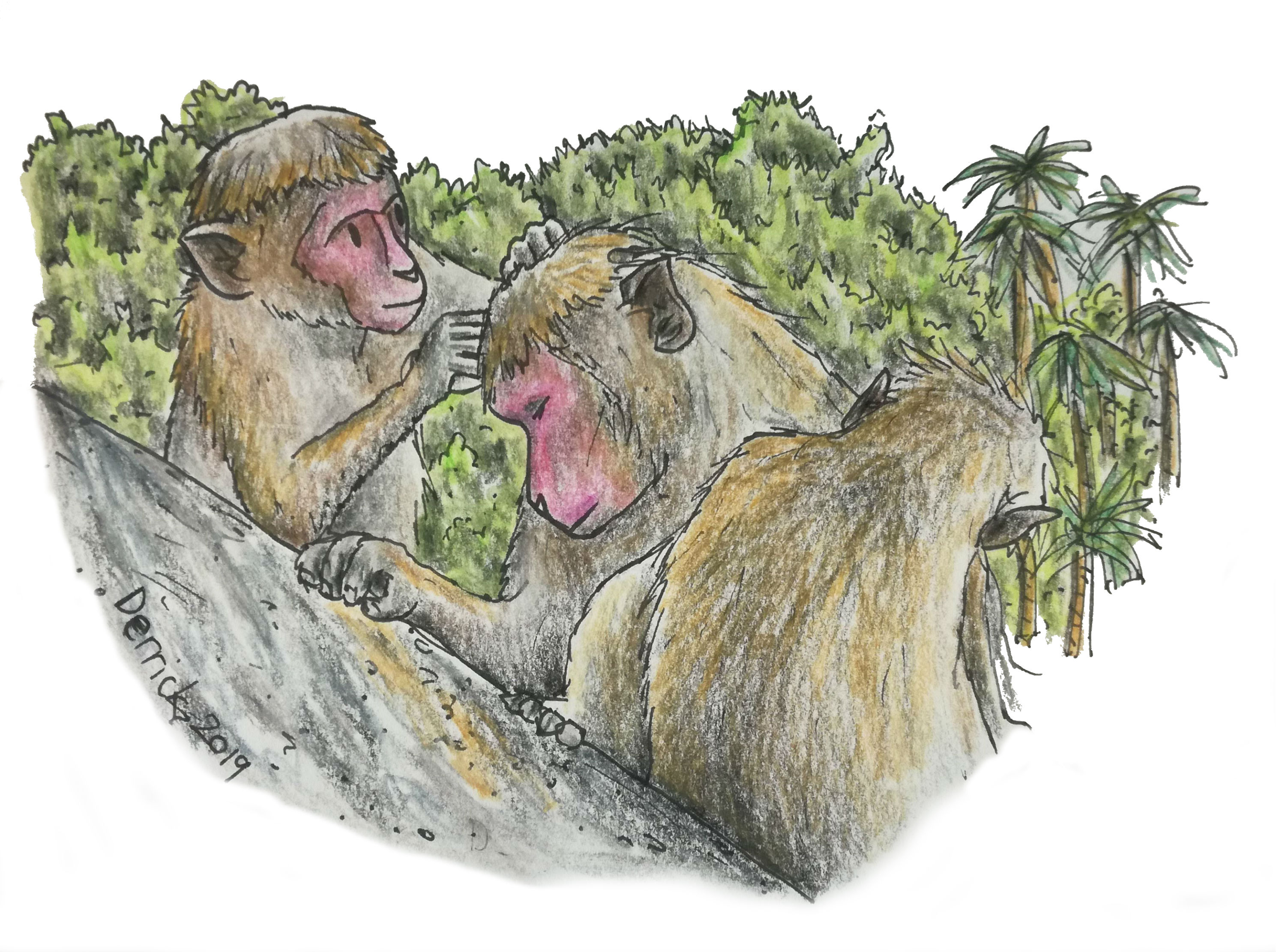 Sketch of toque macaques grooming