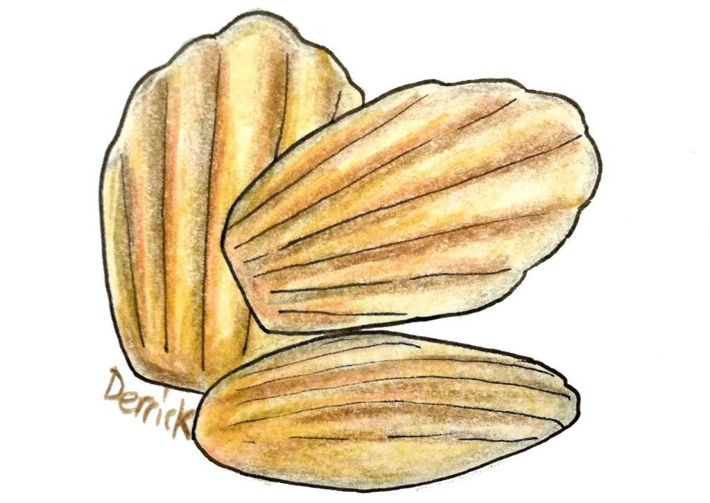 drawing of madeleine sponge cake