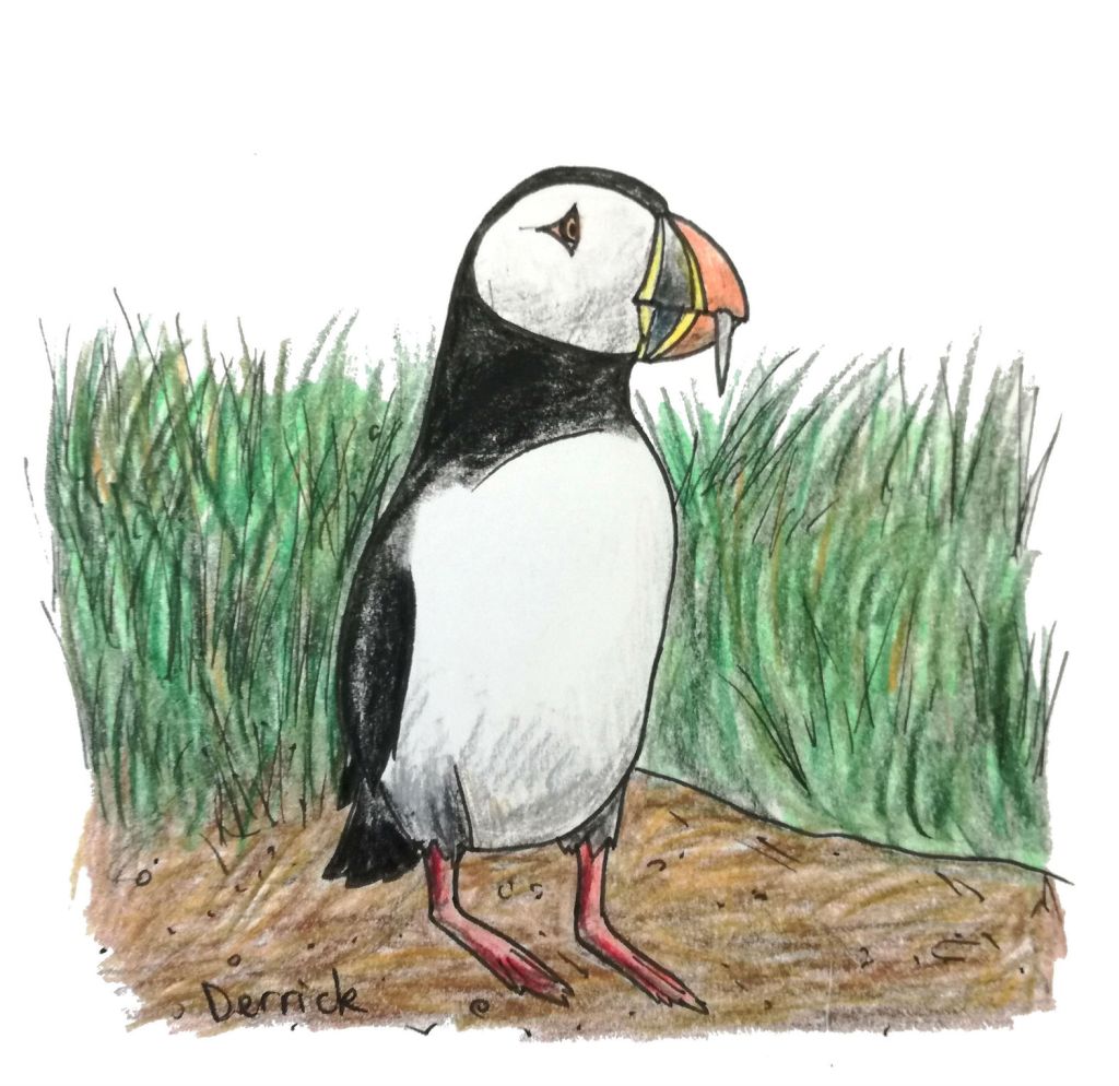 Sketch of a wild Icelandic puffin standing in the grass