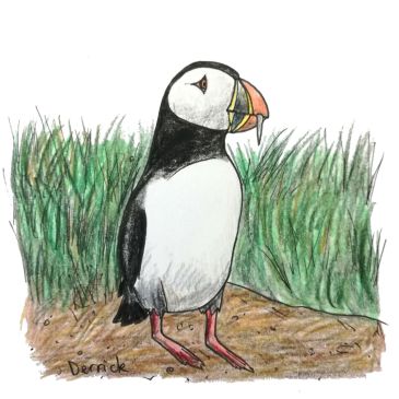 Sketch of a wild Icelandic puffin standing in the grass