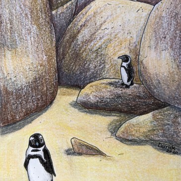 Boulders Beach Penguin colony illustration artwork