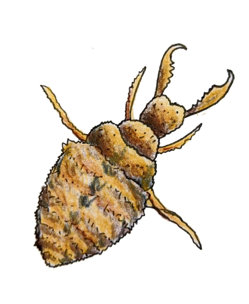 Small five insect antlion larvae pincers