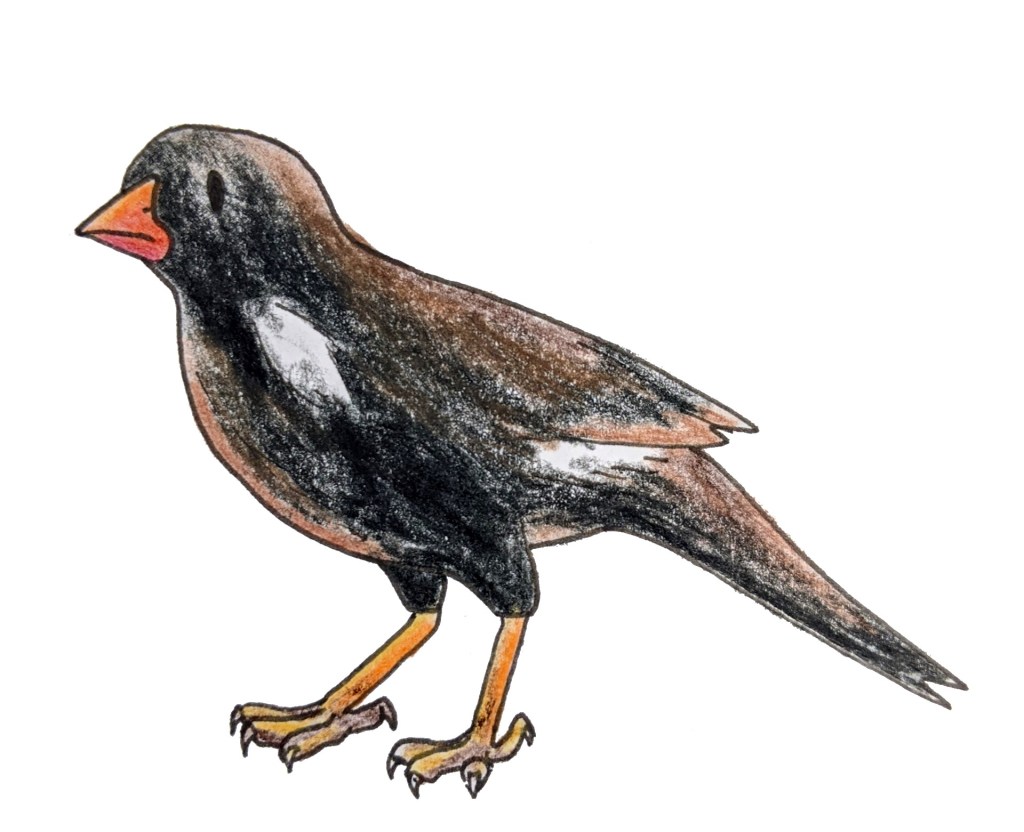 Sketch of African buffalo weaver native bird small five