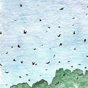 Drawing of Hyde Park sunset Sydney flying foxes bats