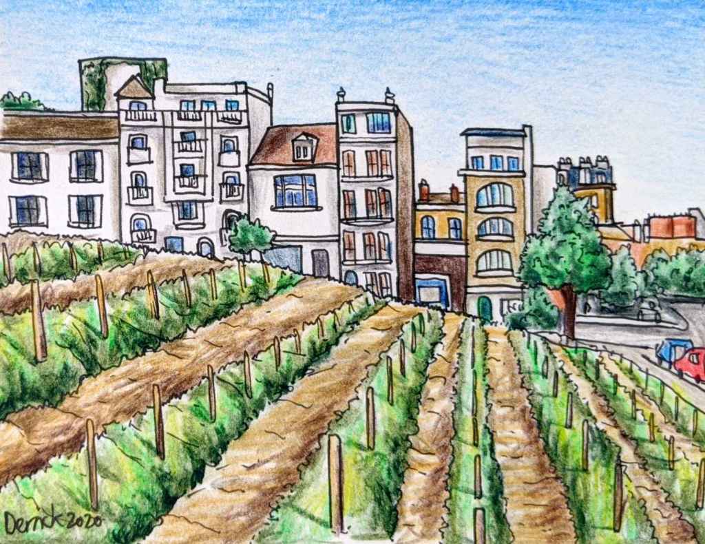 Drawing of a small vineyard in Montmartre Paris