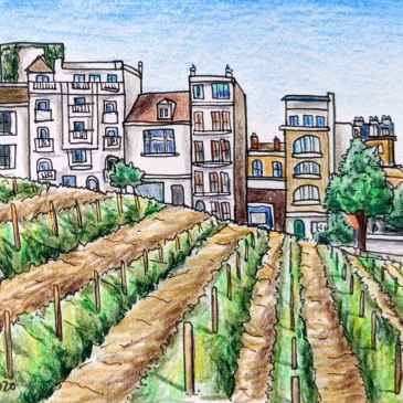 Drawing of a small vineyard in Montmartre Paris