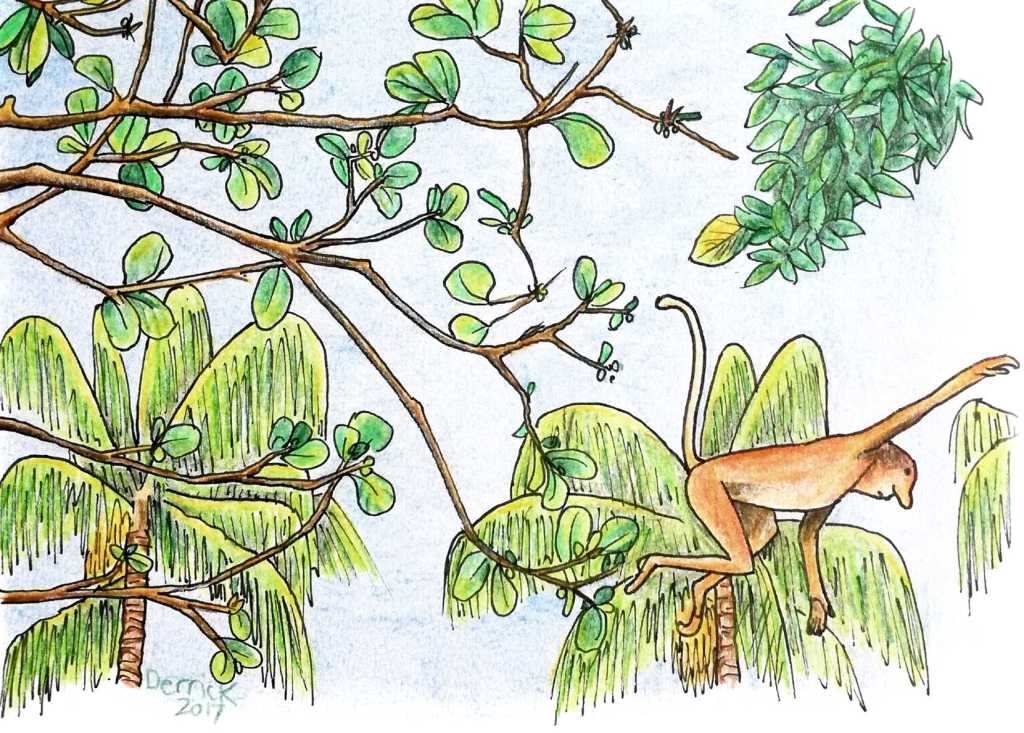 Drawing of proboscis monkey in Borneo Malaysia