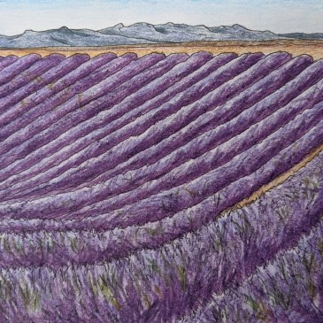 Illustration of Lavender farms Provence France purple fields